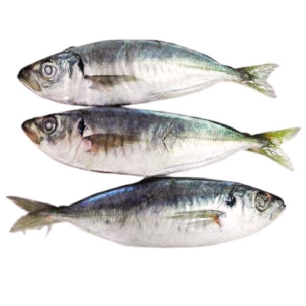 Kote Fish 1kg